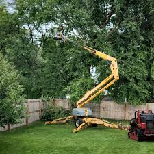 Tree and Shrub Care in Ketchum, ID