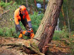 Best Organic Lawn Care Solutions  in Ketchum, ID