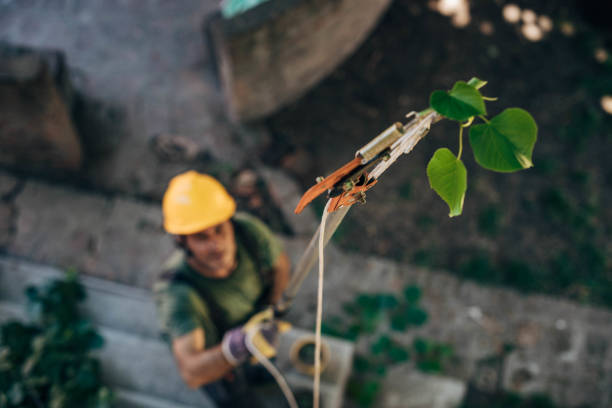 Best Hazardous Tree Removal  in Ketchum, ID