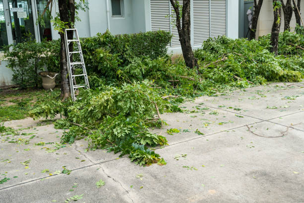 Best Tree Maintenance Programs  in Ketchum, ID