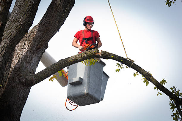 Best Palm Tree Trimming  in Ketchum, ID