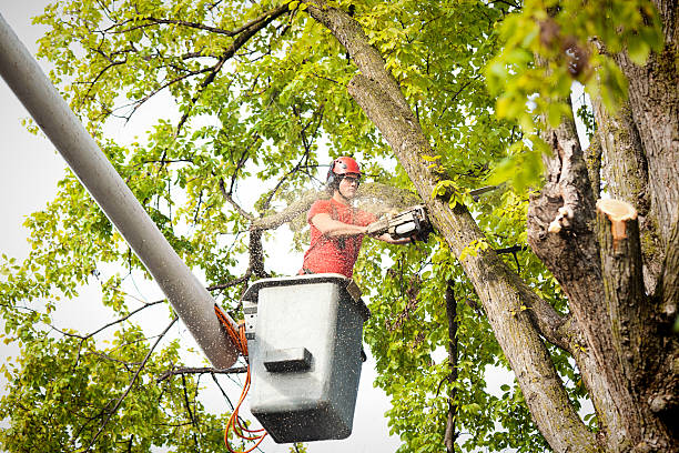 Best Commercial Tree Services  in Ketchum, ID