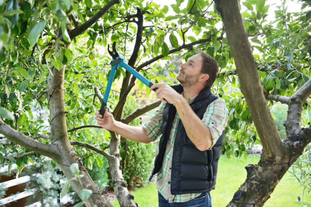 Best Tree Fertilization  in Ketchum, ID